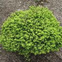 Ель обыкновенная "Little Gem" (Picea abies "Little Gem") « Высота(см): 40-60; »