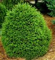 Ель обыкновенная "Ohlendorffii" (Picea abies "Ohlendorffii") « Высота(см): 40-60; »