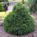 Ель обыкновенная "Tompa" (Picea abies "Tompa") « Высота(см): 40-60; »