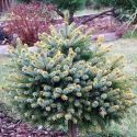 Ель сербская "Nana" (Picea Omorika "Nana") « Высота(см): 100-150; »