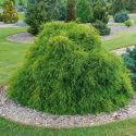 Кипарисовик горохоплодный "Filifera Nana" (Chamaecyparis pisifera "Filifera nana") « Высота(см): 40; »