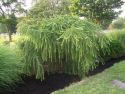 Лиственница европейская "Пули" (Larix decidua "Puli") « Диаметр крон: 20-30; Высота(см): 150; »