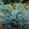 Можжевельник китайский "Blue Alps" (Juniperus chinensis "Blue Alps") « Высота(см): 100-120; »