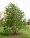 Береза бумажная (Betula papyrifera) « Высота(см): 100-120; »