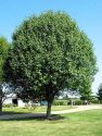 Груша уссурийская (Pyrus ussuriensis) « Высота(см): 200-250; Возр.(л): 8-9; »