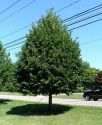 Липа мелколистная "Гринспайер" (Tilia cordata 'Greenspair') « Высота(см): 250-300; Об.ст.(см): 10-12; »