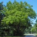 Орех черный (Juglans nigra) « Высота(см): 170-250; Возр.(л): 7; »
