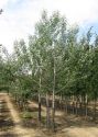 Тополь белый "Нивеа" (Populus alba "Nivea") « Высота(см): 150-250; »