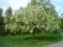 Черемуха виргинская (Prunus virginiana) « Высота(см): 150-250; Возр.(л): 8; »