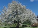 Яблоня ягодная (Malus baccata) « Высота(см): 150-200; »