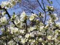 Айва прекрасная "Нивалис"( Chaenomeles speciosa "Nivalis") « »