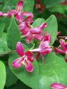 Жимолость татарская (Lonicera tatarica) « Высота(см): 50-150; Упак.: С 7; »