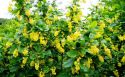 Барбарис амурский(Berberis amurensis) « Высота(см): 125-150; »