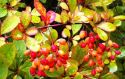 Барбарис корейский(Berberis koreana) « Высота(см): 120-150; »