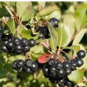Арония черноплодная(Aronia melanocar) « Высота(см): 50-80; »