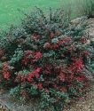 Барбарис средний "Ред Джуэл"(Berberis media 'Red Jewel') « Высота(см): 40-60; »