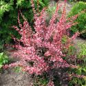 Барбарис Тунберга "Арлекин"(Berberis thunbergii 'Harlequin') « Высота(см): 40-50; »