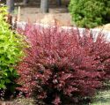 Барбарис Тунберга "Атропурпуреа Нана"(Berberis thunbergii "Atropurpurea Nana" « Высота(см): 20-40; »