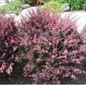Барбарис Тунберга "Атропурпуреа"(Berberis thunbergii "Atropurpurea") « Высота(см): 40-60; »