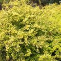 Барбарис Тунберга "Ауреа"(Berberis thunbergii "Aurea") « Высота(см): 30-40; »