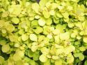 Барбарис Тунберга "Бонанза Голд"(Berberis thunbergii "Bonanza Gold") « Высота(см): 40-60; Упак.: С5; »