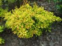 Барбарис Тунберга "Голден Карпет"(Berberis thunbergii 'Golden Carpet' ) « Высота(см): 30-40; Упак.: С2; »