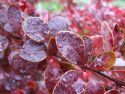 Барбарис Тунберга "Голден Ринг"(Berberis thunbergii "Golden Ring") « Высота(см): 40-60; »