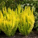 Барбарис Тунберга "Голден Торч"(Berberis thunbergii "Golden Torch" ) « Высота(см): 40-60; Упак.: С5; »