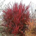 Барбарис Тунберга "Ред Рокет"(Berberis thunbergii "Red Rocket") « Высота(см): 40-60; »