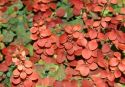 Барбарис Тунберга "Индиан Саммер"(Berberis thunbergii "Indian Summer") « Высота(см): 40-60; »