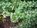 Барбарис Тунберга "Келлерис"(Berberis thunbergii "Kelleriis") « Высота(см): 40-60; »