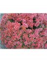 Барбарис Тунберга "Коронита"(Berberis thunbergii "Coronita") « Высота(см): 40-60; »