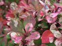 Барбарис Тунберга "Поувов"(Berberis thunbergii "Powwow") « Высота(см): 30-50; »