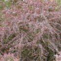 Барбарис Тунберга "Ред Чиф"(Berberis thunbergii "Red Chief") « Высота(см): 30-50; »