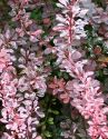 Барбарис Тунберга "Рози Рокет"(Berberis thunbergii "Rosy Rocket") « Высота(см): 30-50; »