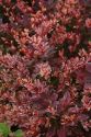 Барбарис Тунберга "Роуз Глоу"(Berberis thunbergii "Rose Glow") « Высота(см): 30-50; »