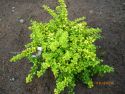 Барбарис Тунберга "Сенсейшен"(Berberis thunbergii "Sensation" ) « Высота(см): 30-50; Упак.: С5; »