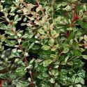 Барбарис Тунберга "Старберст"(Berberis thunbergii "Starburst") « Высота(см): 50-60; Упак.: С5; »