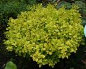 Барбарис Тунберга "Тини Голд"(Berberis thunbergii "Tiny Gold") « Высота(см): 50-60; Упак.: С5; »