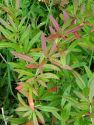Барбарис Юлиана(Berberis julianae) « Высота(см): 30-50; »