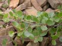 Береза карликовая(Betula nana) « Высота(см): 40-50; Упак.: С5; »