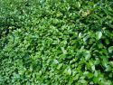 Бирючина обыкновенная "Атровиренс"(Ligustrum vulgare "Atrovirens") « Высота(см): 60-80; Упак.: С7,5; »