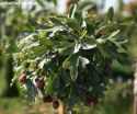 Боярышник однопестичный "Компакта"(Crataegus monogyna "Compacta") « Высота(см): 60-90; »