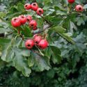Боярышник однопестичный (Crataegus monogyna) « Высота(см): 100-120; Упак.: С7,5; »