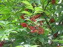 Бузина красная(Sambucus racemosa); « Высота(см): 150-250; Упак.: С20; »