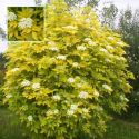 Бузина черная "Ауреа"(Sambucus nigra 'Aurea'); « Высота(см): 40-60; Упак.: с3; »