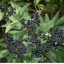 Бузина черная(Sambucus nigra) « »