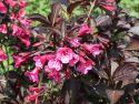 Вейгела гибридная "Александра"(Weigela hybrida 'Alexandra'); 45-55(см); C15 « Высота(см): 40-60; Упак.: С15; »