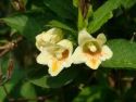 Вейгела Миддендорфа(Weigela middendorfiana) « Высота(см): 30-40; Упак.: С2; »