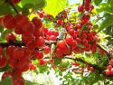 Вишня войлочная(Prunus tomentosa) « Высота(см): 100-130; Упак.: ОКС; »